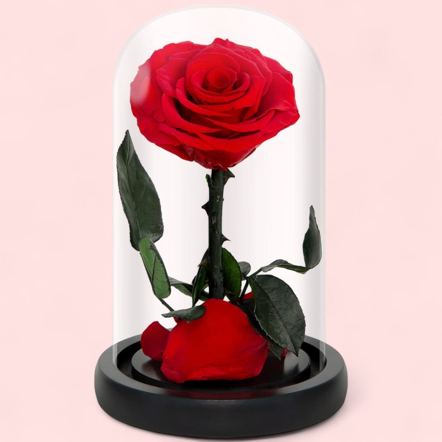 Preserved Red Rose in Glass Dome - Magic World Flowers