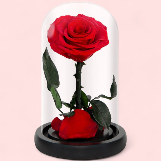 Preserved Red Rose in Glass Dome - Magic World Flowers