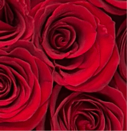 Rose Petals - Magic World Flowers